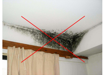 Подвержены ли жидкие обои воздействию плесени