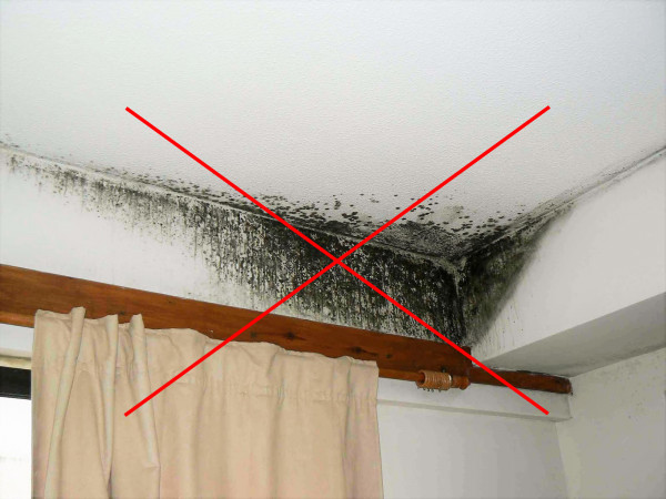 Подвержены ли жидкие обои воздействию плесени Подвержены ли жидкие обои воздействию плесени